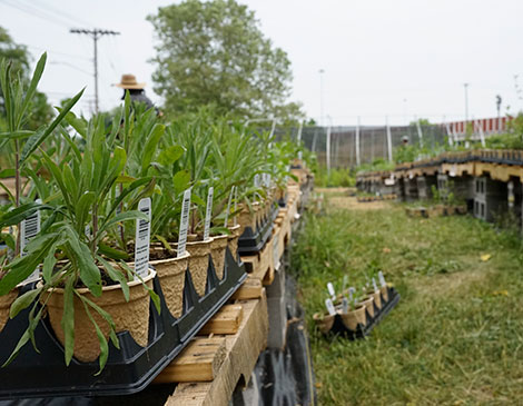 Meadow City Native Plant Nursery