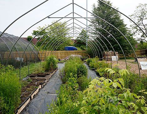 Meadow City Native Plant Nursery