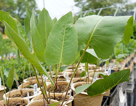 Prairie Dock Ohio Plant