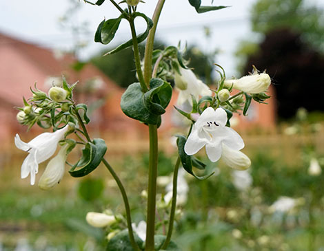 Smooth Penstemon Ohio Plant Smooth Penstemon Ohio Plant