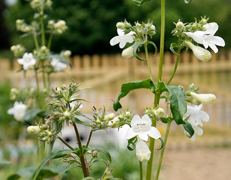 Smooth Penstemon Ohio Plant