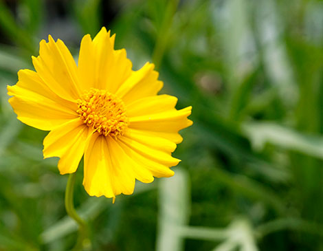 Tickseed, Meadow City Native Plant Nursery