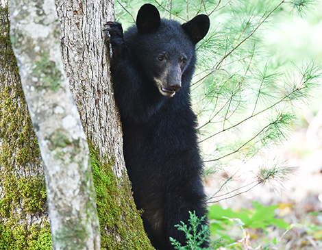 Ohio’s Black Bears Are On the Rise