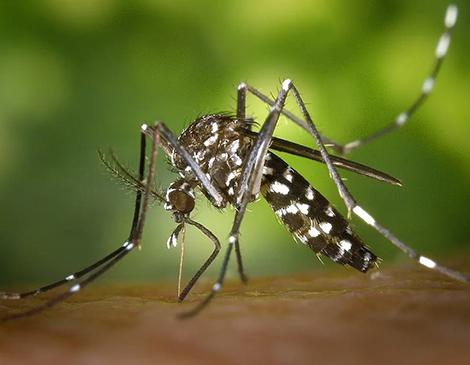 Article1-1280px-cdc-gathany-aedes-albopictus-1