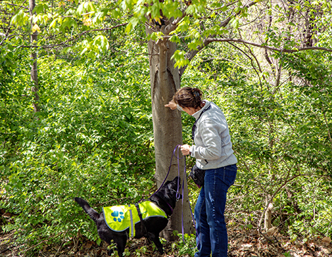 article1-250430_SPOTTY_LANTERN_FLY_DOGS-03
