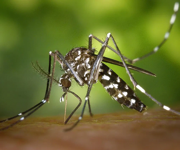 thumbnail-1280px-cdc-gathany-aedes-albopictus-1 thumbnail-1280px-cdc-gathany-aedes-albopictus-1