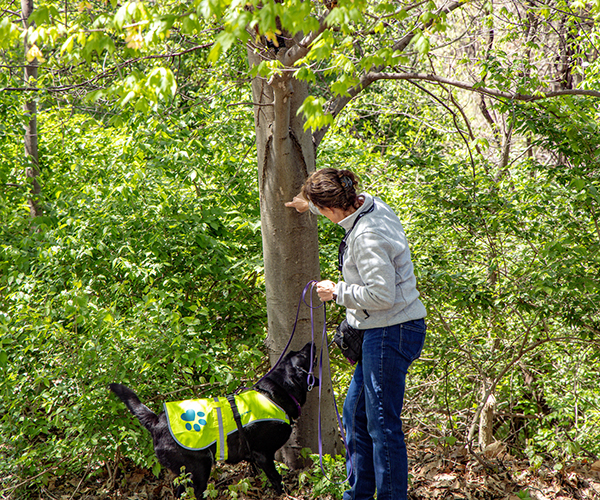 thumbnail-250430_SPOTTY_LANTERN_FLY_DOGS-03 thumbnail-250430_SPOTTY_LANTERN_FLY_DOGS-03