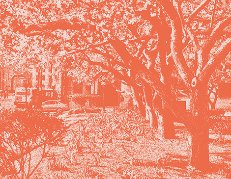 What Is Tree Canopy’s Role in Cleveland's Climate Response? Cleveland Climate Change What Is Tree Canopy’s Role in Cleveland's Climate Response? Cleveland Climate Change