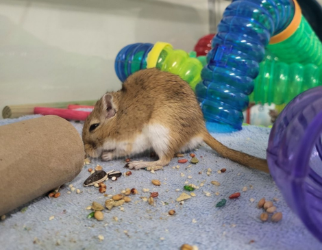 Toyotathon the gerbil