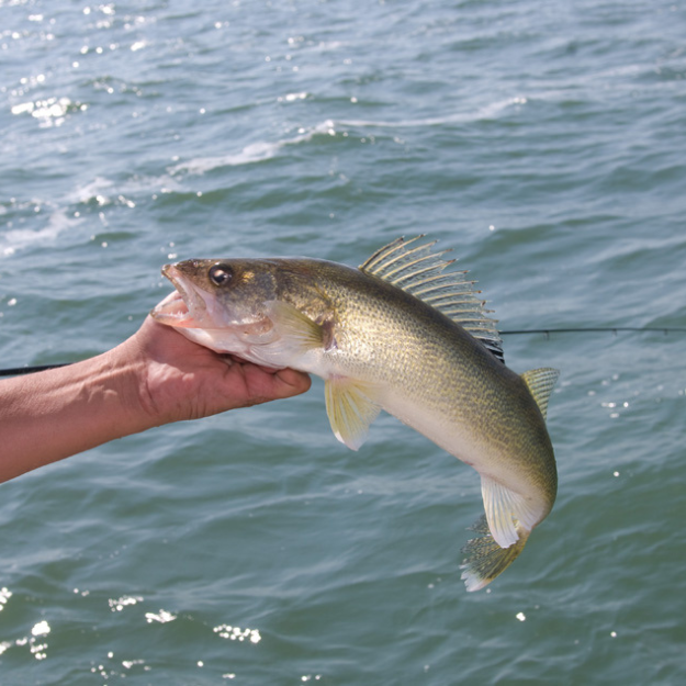 Walleye Lake Erie