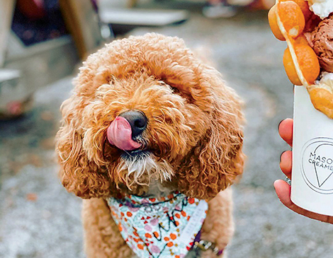 masons1_courtesy IG luna_the_doodette_Pet_Dog_Friendly Patios in Cleveland Northeast Ohio