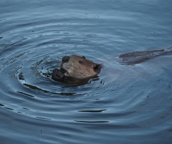 American Beaver courtesy Flickr User Peter Abrahamsen American Beaver courtesy Flickr User Peter Abrahamsen