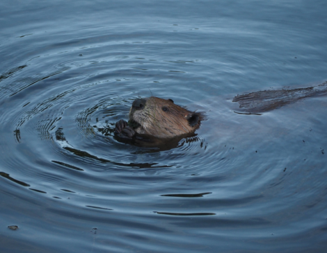 American Beaver courtesy Flickr User Peter Abrahamsen American Beaver courtesy Flickr User Peter Abrahamsen