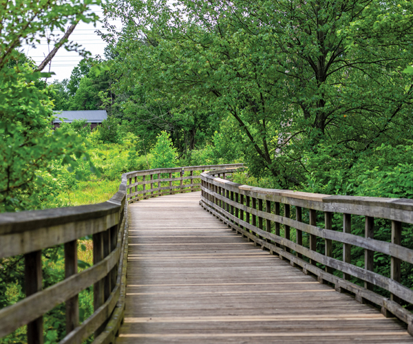 wooden bridge through woods