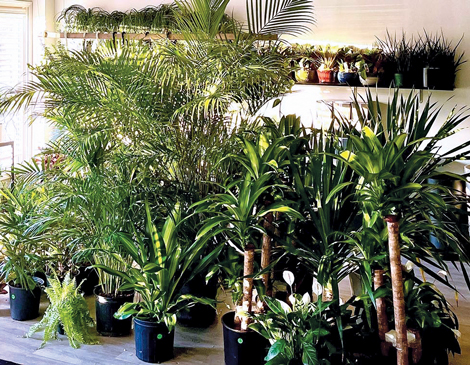 a grouping of plants sold at TropiCLE Plants in North Ridgeville, OH