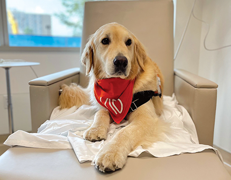 Kid the dog receives infusion for cancer at Cleveland Clinic