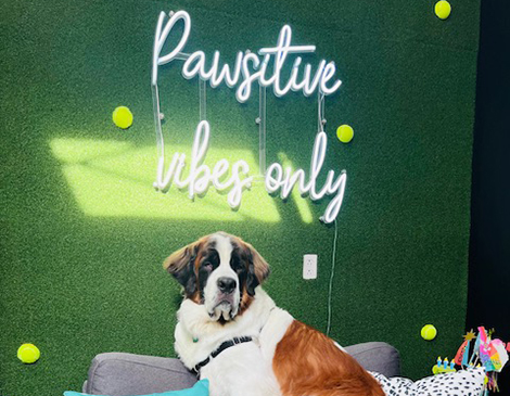 Luca's Barkery pet bakery and pet supply store