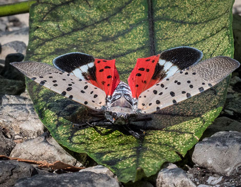 Spotted Lanternfly