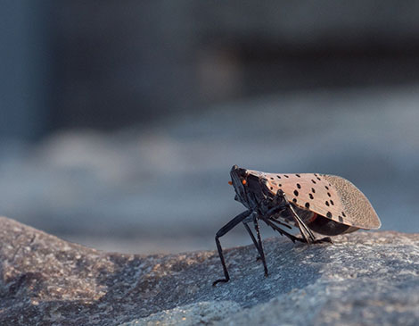 Spotted Lanternfly